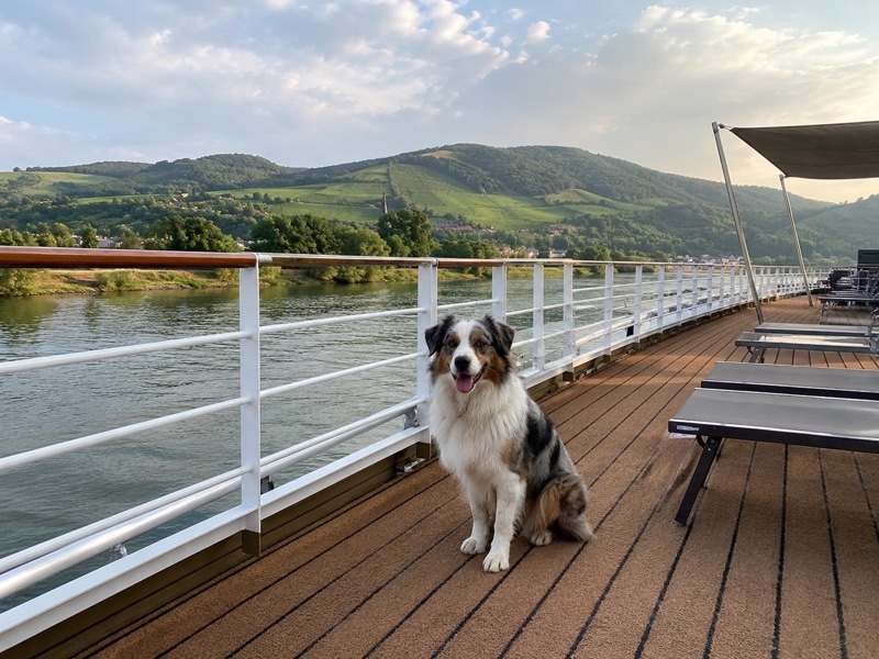 Hund sitzt entspannt am Deck eines Flusskreuzfahrtschiffs, im Hintergrund Flusslandschaft mit sanften Hügeln