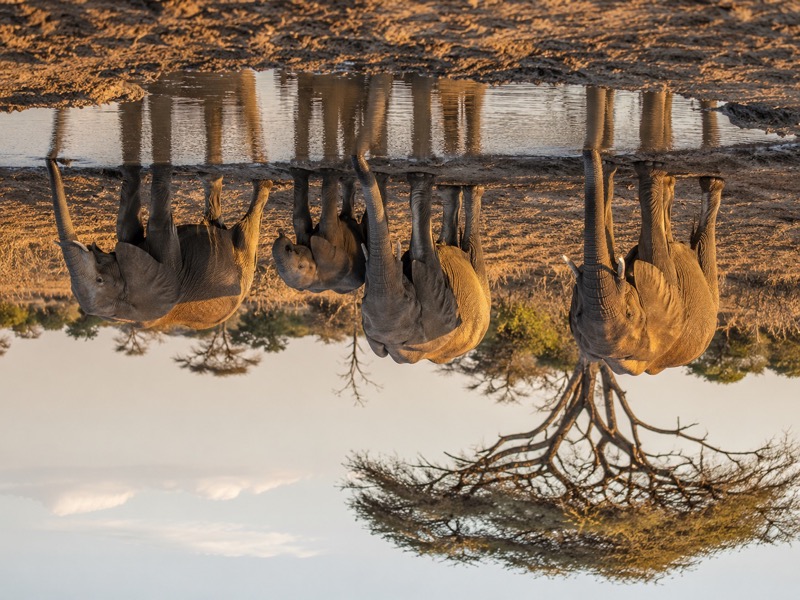Elefantenherde an einer Wasserstelle in der kenianischen Savanne bei warmem Abendlicht