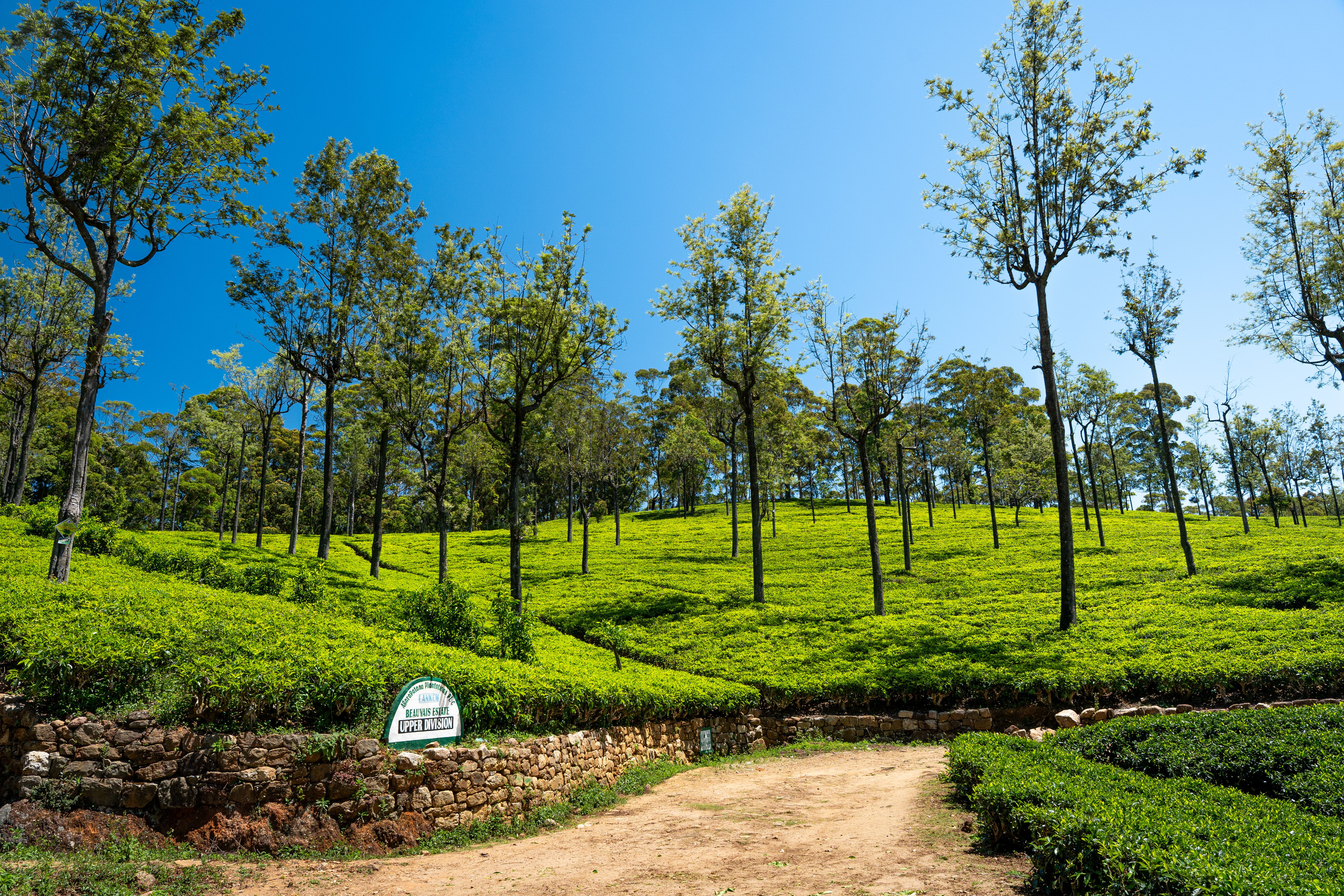 Teeplantagen, Bergwelten und die faszinierende Natur Sri Lankas