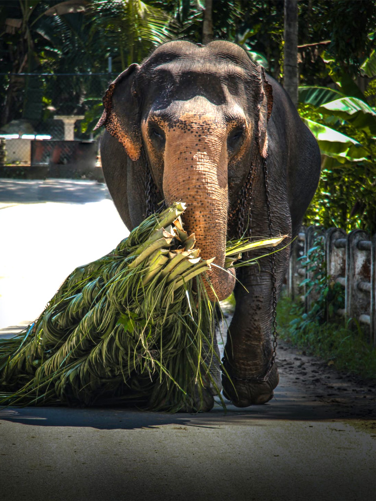 Sri Lanka
